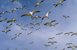 M Watson Wildlife Photographer Prints: Sooty Tern - flock in flight