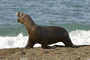 South American Sealion - This adult female sealion was swimming along the shore South American Sealion - This adult female sealion was swimming along the shore