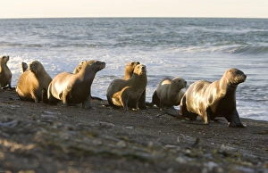 South American Sealion - Group of adult female sealions walking on the beach rather than South American Sealion - Group of adult female sealions walking on the beach rather than