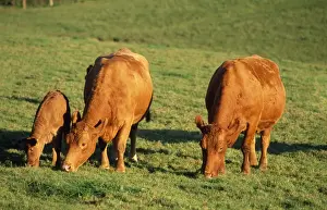 Farm Life Photography Prints: South Devon Cattle - grazing