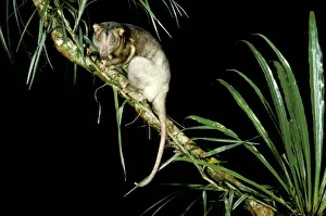 North Queensland Wildlife Prints: Southern Common Cuscus - On tree branch, North Queensland, Australia JPF02795
