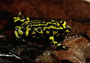 Australian Frogs Prints: Southern corroboree frog
