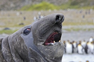 Southern Elephant Seal - with King Penguins (Aptenodytes patagonicus) in background Southern Elephant Seal - with King Penguins (Aptenodytes patagonicus) in background