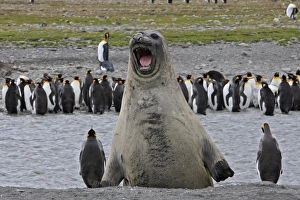 Southern Elephant Seal - showing size comparison with King Penguins (Aptenodytes patagonicus) Southern Elephant Seal - showing size comparison with King Penguins (Aptenodytes patagonicus)