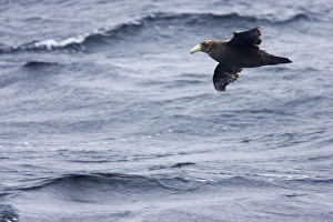 Southern Giant Petrel - 1st stage juvenile in flight over sea Southern Giant Petrel - 1st stage juvenile in flight over sea