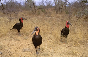 Southern Ground Hornbill - Family group on ground Southern Ground Hornbill - Family group on ground