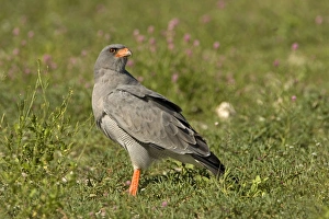 Southern Pale Chanting Goshawk - Searching for prey on the ground Southern Pale Chanting Goshawk - Searching for prey on the ground