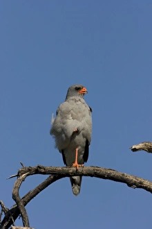 Southern Pale Chanting Goshawk - Sitting on a perch surveying surrounding area Southern Pale Chanting Goshawk - Sitting on a perch surveying surrounding area