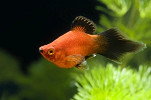 Southern Platyfish / Common Platy / Moonfish / Mickey Mouse Platy Southern Platyfish / Common Platy / Moonfish / Mickey Mouse Platy