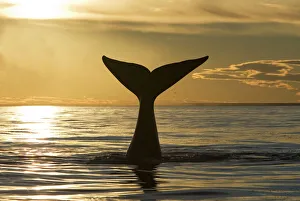 Southern Right Whale - tail, at sunset Southern Right Whale - tail, at sunset