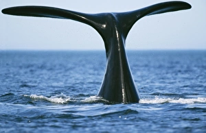 Southern Right WHALE - tail out of water Southern Right WHALE - tail out of water