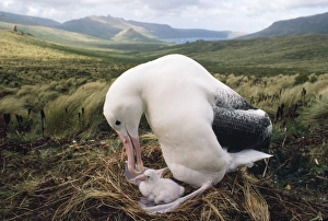 Southern Royal Albatross - adult feeding young chick in nest Southern Royal Albatross - adult feeding young chick in nest