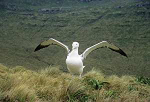 Southern Royal Albatross - stretching wings Southern Royal Albatross - stretching wings