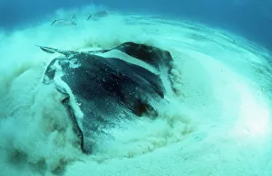 SOUTHERN STINGRAY - digging in sand for food SOUTHERN STINGRAY - digging in sand for food