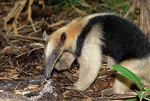 Southern Tamandua or Lesser Anteater - with termite nest Southern Tamandua or Lesser Anteater - with termite nest