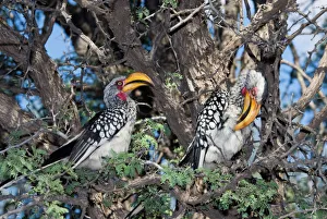Southern Yellow-billed Hornbill - Pair in camelthorn Southern Yellow-billed Hornbill - Pair in camelthorn