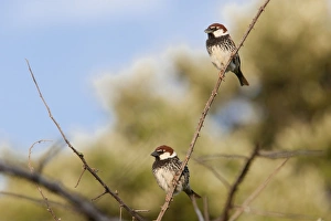 Spanish Sparrow - two adult males perching on undergrowth Spanish Sparrow - two adult males perching on undergrowth