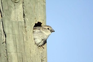 Spanish Sparrow - female emerging from nest in telegraph pole Spanish Sparrow - female emerging from nest in telegraph pole
