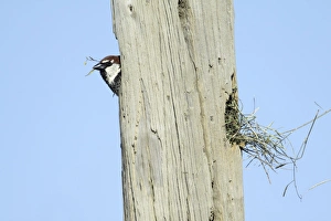 Spanish Sparrow - male emerging from nest in telegraph pole Spanish Sparrow - male emerging from nest in telegraph pole