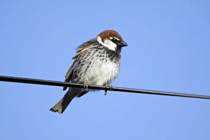 Spanish Sparrow - male perched on electric cable Spanish Sparrow - male perched on electric cable