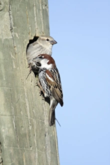 Spanish Sparrow - pair at nest entrance in telegraph pole Spanish Sparrow - pair at nest entrance in telegraph pole