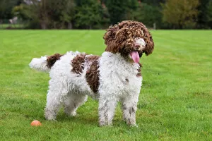Spanish Water dog or Perro de Agua Espanol Spanish Water dog or Perro de Agua Espanol