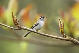 Personal Use Only Prints: Sparrow Belize