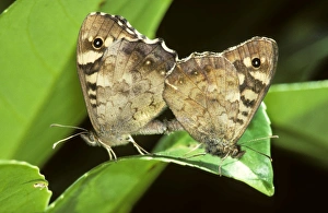 Speckled Wood Butterflies - on flower Speckled Wood Butterflies - on flower
