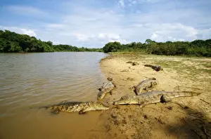 Exotic Pets For Sale Prints: Spectacled Caiman