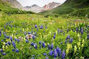 Spectacular mass of alpine flowers including lupines, paintbrushes etc Spectacular mass of alpine flowers including lupines, paintbrushes etc