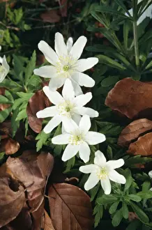 Woodland Flowers UK Prints: SPH-269