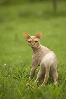 Unique Pet Portraits Prints: Sphynx Cat