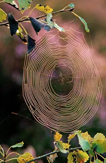 Spiders web / Cobweb in sunlight Spiders web / Cobweb in sunlight