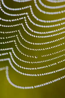 Spider Web UK Prints: Spider's Web - with dewdrops - UK