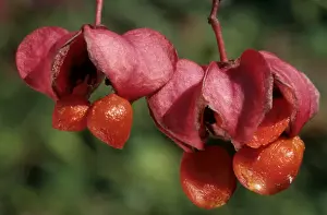 Euonymus Europaeus Images Prints: Spindle Tree - berries