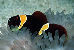 Images Dated 17th October 2007: Spine-cheek Anemonefish - in Sea Anemone Tropical Indo-Pacific