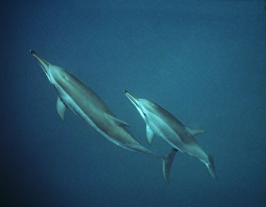 Spinner Dolphins - underwater Spinner Dolphins - underwater