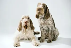 Spinone Dog Print JD-7141