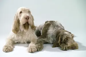 Pet Dog Breeds Prints: Spinone Dogs