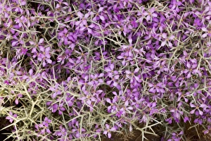 Spiny bushy crucifer - in the Moroccan Sahara Desert Spiny bushy crucifer - in the Moroccan Sahara Desert