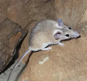 North Africa Wildlife Prints: Spiny Mouse - Egypt