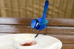Splendid Fairy-wren - male feeding on jam at restaurant table Splendid Fairy-wren - male feeding on jam at restaurant table