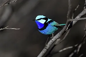 Splendid Fairy-wren - male near Ti Tree Splendid Fairy-wren - male near Ti Tree