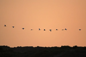 Spoonbill - flock in flight formation over sand dunes, at dusk Spoonbill - flock in flight formation over sand dunes, at dusk