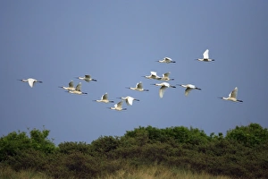 Spoonbill - flock in flight over sand dunes Spoonbill - flock in flight over sand dunes