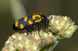 Spotted Blister Beetle - feeding on flowers of plakkiebos (Crassula cultrata) Spotted Blister Beetle - feeding on flowers of plakkiebos (Crassula cultrata)