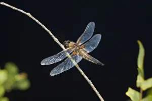 Four Spotted Chaser Prints: Four Spotted Chaser - Cornwall - UK