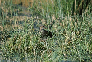 Spotted Crake - in grassy wetland Spotted Crake - in grassy wetland