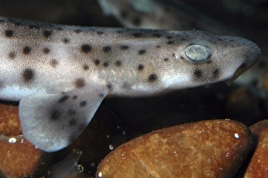 Spotted Dogfish newly hatched juvenile Spotted Dogfish newly hatched juvenile