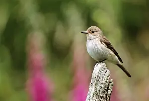 Nature Wall Art Prints: Spotted Flycatcher